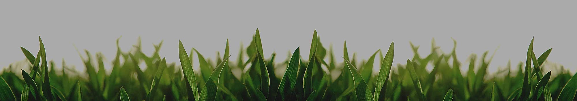 TOP BANNER 2