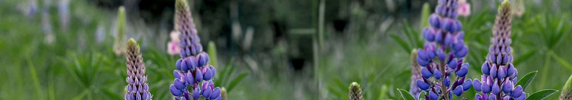 TOP BANNER 7